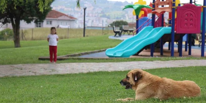 Başıboş köpekler parkta oynayan kız çocuğuna saldırdı