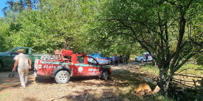 Dağ evi sulama havuzunda 13 köpek ölü bulundu