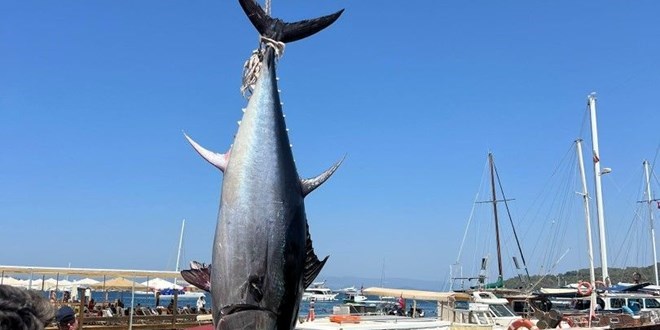 Bodrum'da amatör balıkçılar 376 kiloluk dev orkinos yakaladı