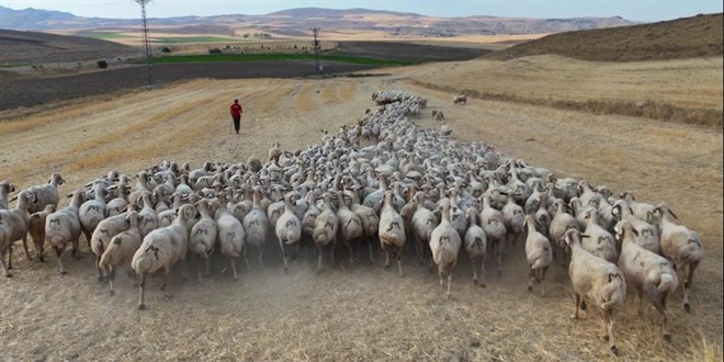Çoban krizi arşa çıktı! Sivas'ta Türk çoban bulunamıyor