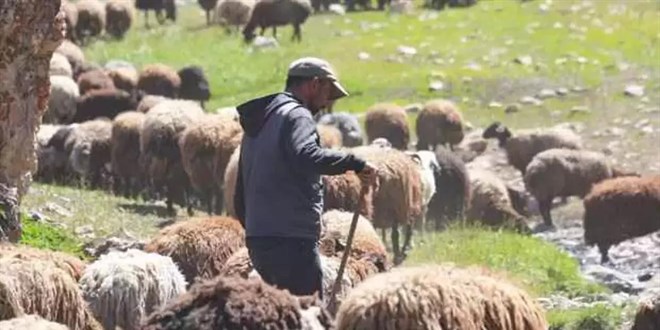 İhtiyaç sayısı bütün sektörleri solladı... 150 bin çoban aranıyor