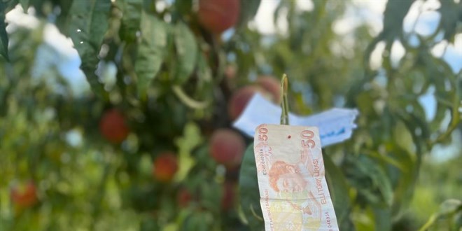 Şeftali ağacına asılan not kalpleri ısıttı