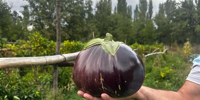 2 kilo 200 gramlık patlıcan görenleri şaşırttı