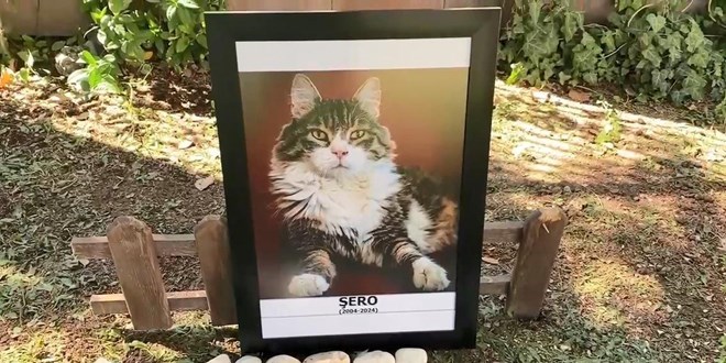 CHP'nin kedisi Şero öldü