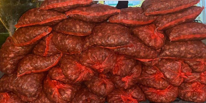 Yurt dışına kaçırılmak istenen 1,2 ton kum midyesine el konuldu