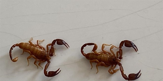 Yeni keşfettiği akrep türüne eşinin ismini verdi
