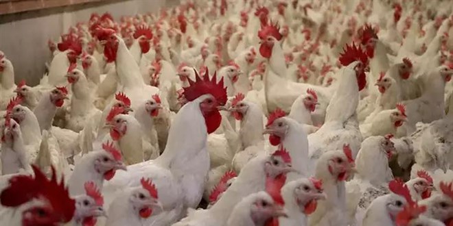 Eskişehir'de karantinaya alınan mahallede 200 kanatlı hayvan itlaf edildi