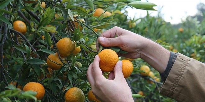 Coğrafi işaretli mandalina bahçede 10, pazarda 50 lira