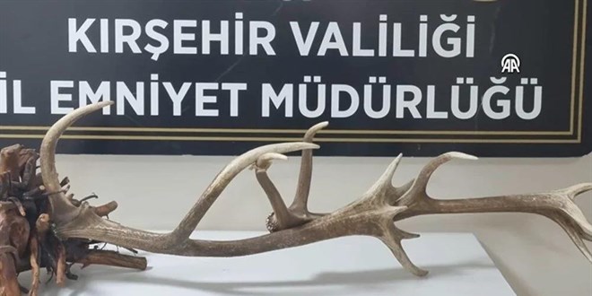 Kızıl Geyiği satışa çıkardı, evine baskın yapıldı