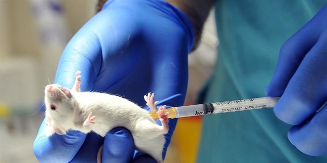 Bazı antimikrobiyallerin hayvanlarda kullanımına yasak getirildi