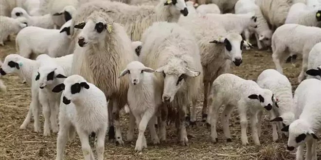 Çiçek hastalığı görülen Kırşehir'de hayvan hareketi durduruldu