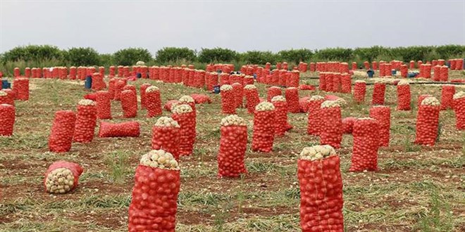 Patates ve soğana '30 kilogram' standardı