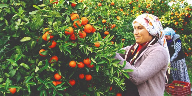 Tarım tek başına 2002 ihracatını solladı
