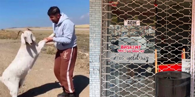 Barınaktan çalınan keçiler, kasapta kesilmiş bulundu
