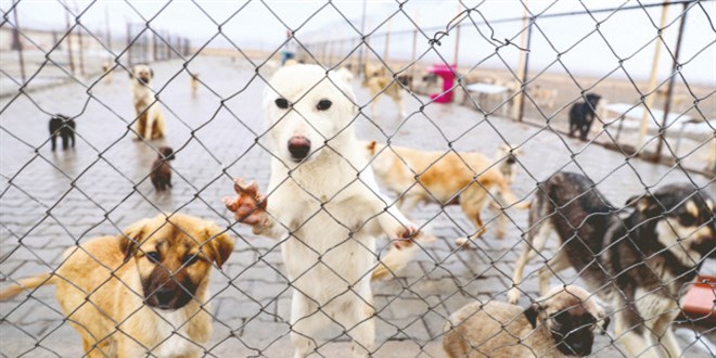 Başıboş köpek sorununda yeni hile: 'Sahiplen ve Sal' yöntemi