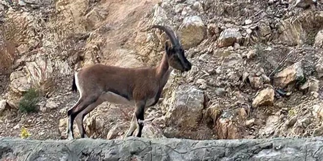 'Domates yıkadım' dedi, yaban keçisi kestiği anlaşılınca cezayı yedi