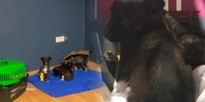 Barınakta köpek yavrularını çöpe atan 2 zanlıya adli kontrol