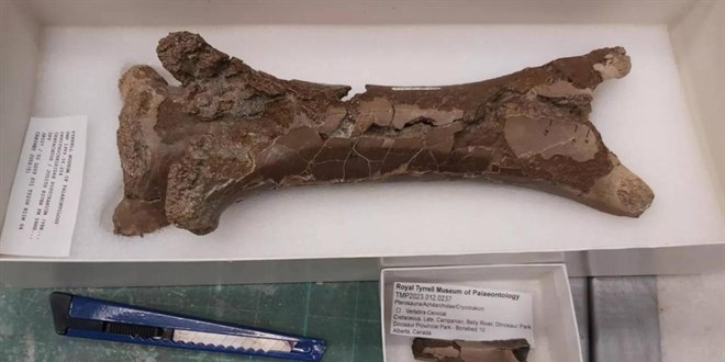 76 milyon yıllık 'cinayet' çözüldü