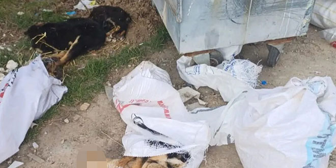 Kırklareli'nde ölü bulunan köpeklere ilişkin soruşturma başlatıldı