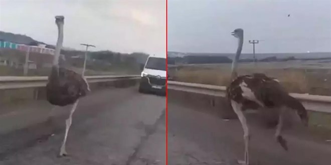 Diyarbakır'da kaybolan deve kuşu sahibine kavuştu