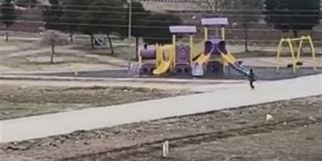Sokak köpekleri okula giden çocuğa saldırdı