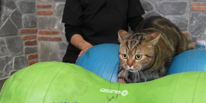 Obez kedi 'Simba' pilates yaparak zayıflıyor