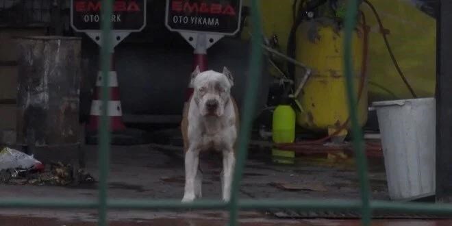 Pitbull cinsi köpekler sahibine ve yanındaki kişiye saldırdı