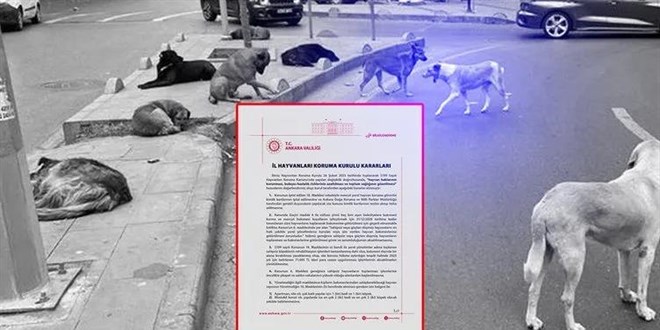 Ankara'da Sahipsiz Hayvanlar İçin Yeni Düzenlemeler
