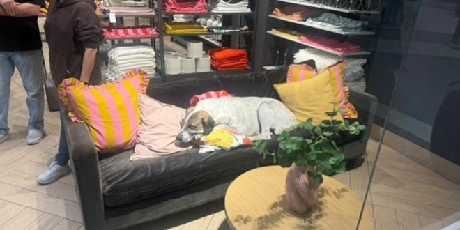 AVM'deki başıboş köpek 3 yaşındaki kız çocuğuna saldırdı