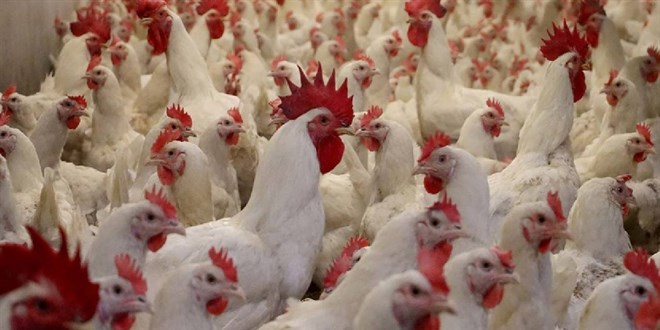 Bakanlık: Tunceli'deki Tavuk İtlafı Haberleri Dezenformasyon