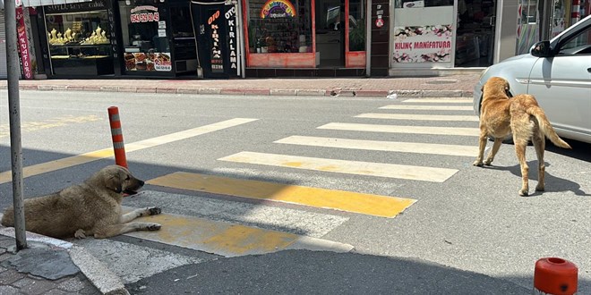 İstanbul Valiliği sahipsiz hayvanlar için belediyelere yazı gönderdi