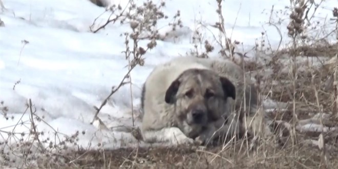 Başıboş köpekler 12 yaşındaki Eslem'i hayattan kopardı