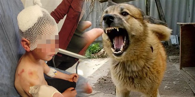 Gönen'de 9 Yaşındaki Çocuğa Köpek Saldırısı