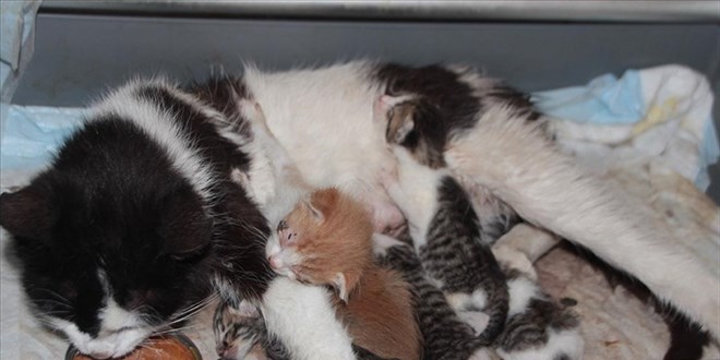 Antalya'da kedi ölümleriyle ilgili inceleme başlatıldı