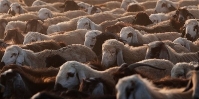 Kurban Satış ve Kesim Yerleri İçin Yeni Tedbirler
