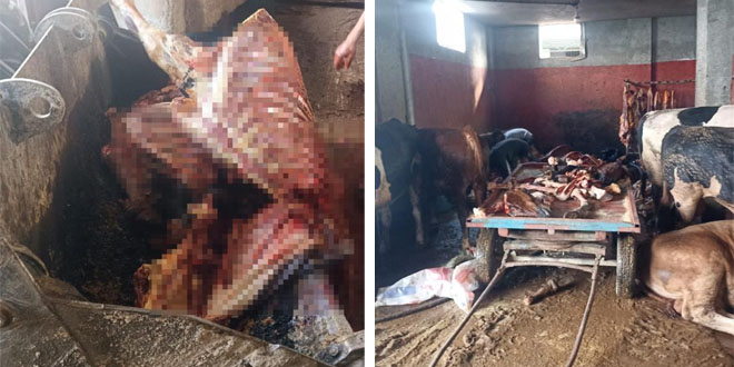 Adana'da mide bulandıran görüntü! 4 at son anda kurtarıldı