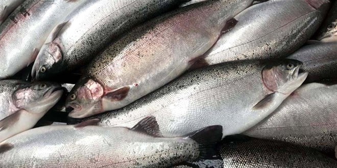 Doğu Karadeniz'den 56,2 milyon dolarlık somon ihracatı