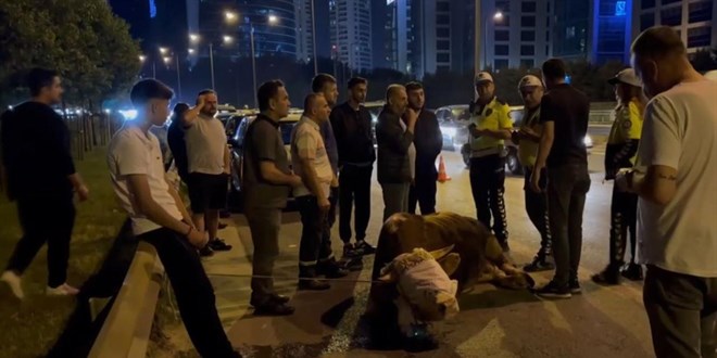 Kurbanlık Dana Kamyonetten Atladı, Ayağı Kırıldı