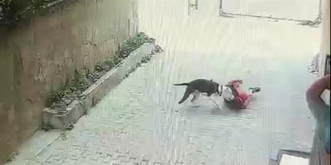 Sokakta oynayan çocuğa pitbull saldırdı