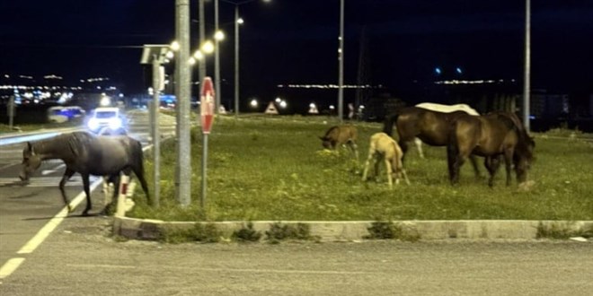 Kara yoluna inen atlar sürücüleri şoke etti! Taylarıyla uzaklaştılar