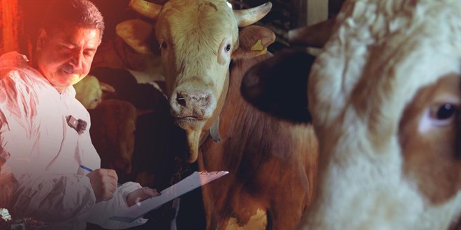 Kurban Bayramı Öncesi 375 Bin Kurbanlık ve Gıda Denetimi