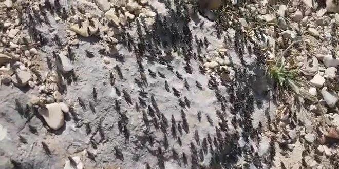 Antalya'da çekirge istilası