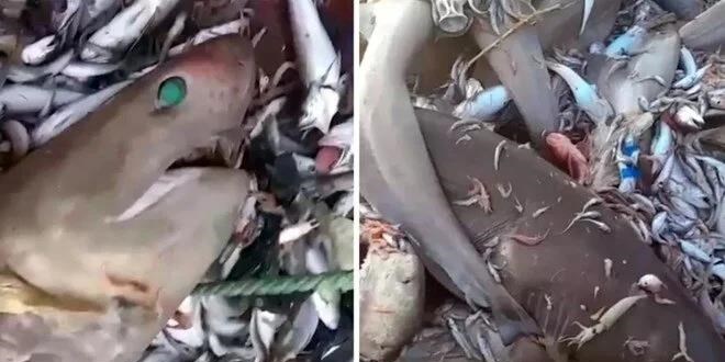 Valilikten Akdeniz'de görülen köpek balıklarına dair açıklama