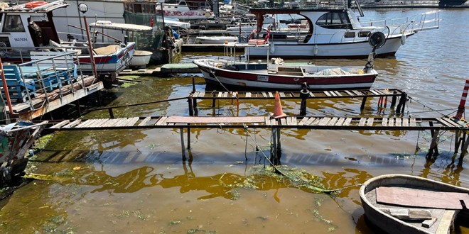 İzmit Körfezi'nde deniz kıyısı kahverengiye döndü