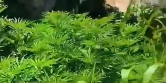 Denizli'de Narkotik Operasyonunda 290 Kök Kenevir Ele Geçirildi
