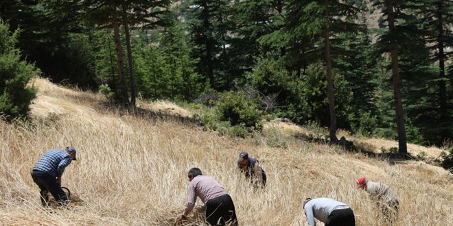 Teknolojinin ulaşamadığı tarlalarda ellik ve orakla hasat başladı