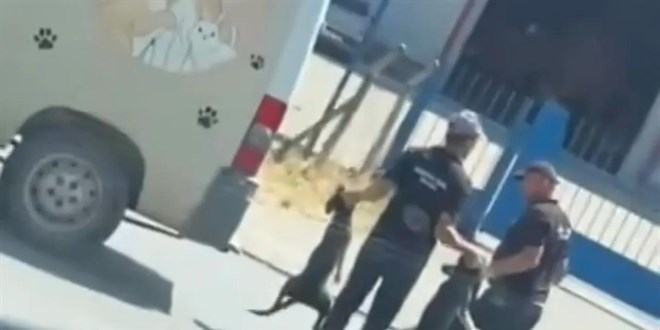 Sahipsiz Hayvanlara Eziyet İddiası: Görevli Personel Açığa Alındı