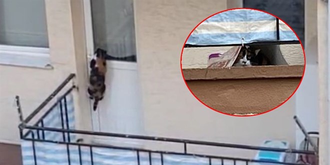 'Kedi balkona mahkum edildi' iddiası ortalığı karıştırdı!