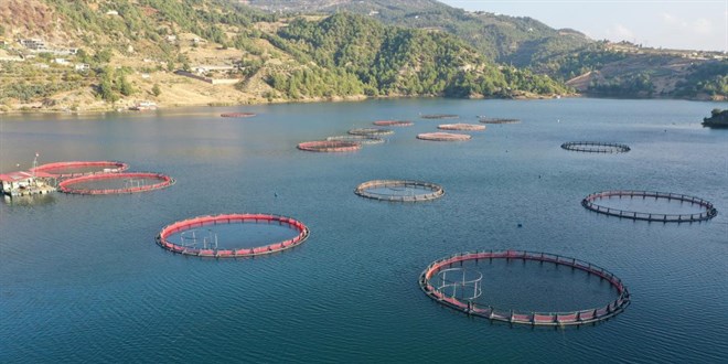 Doğu Karadeniz'den 7 ayda 26 ülkeye su ürünü ihracı