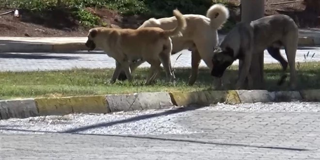 Başıboş köpekler Harran Üniversitesi'ni mesken tuttu